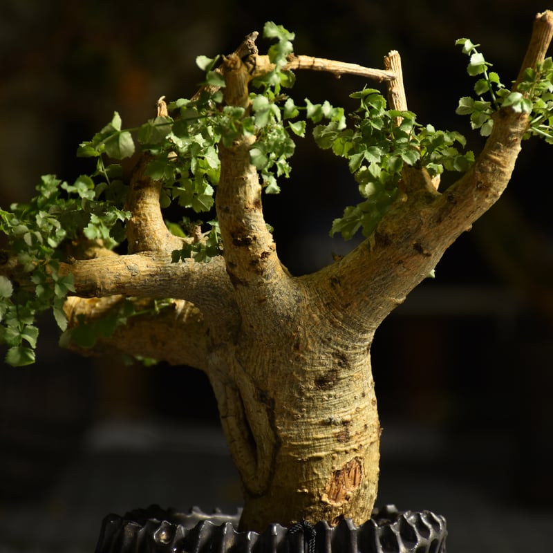 Commiphora saxicola コミフォラ サクシコラ 発根済現地株 C10 | BO