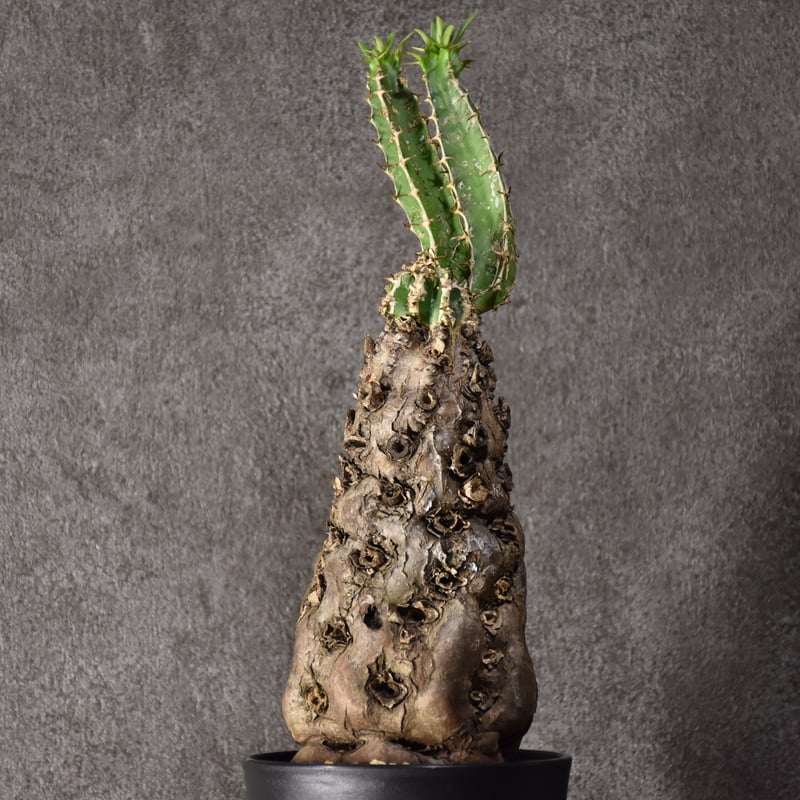 Euphorbia mlanjeana ユーフォルビア ムランジーナ 発根済現地株 #7 |