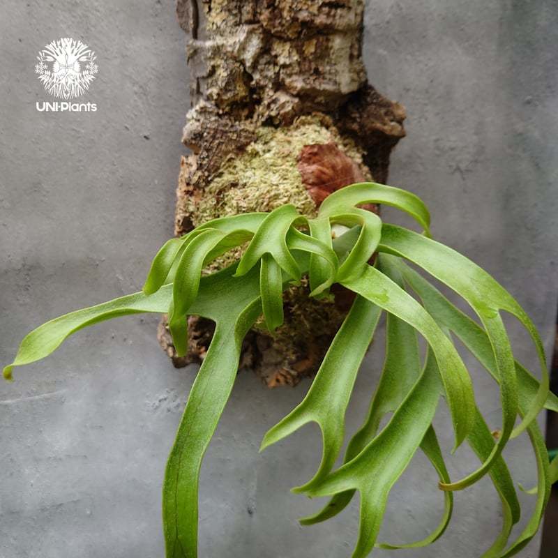 ビカクシダ コロナリウム フィリピネスフォーム Platycerium