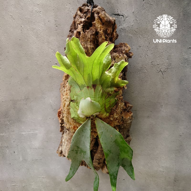 willinckii kheer miang ビカクシダ 2 willinckii kheer miang