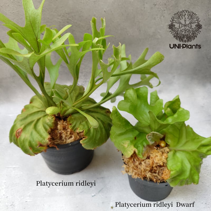 ビカクシダ リドレイ ドワーフ Platycerium ridleyi Dwarf コウモリ