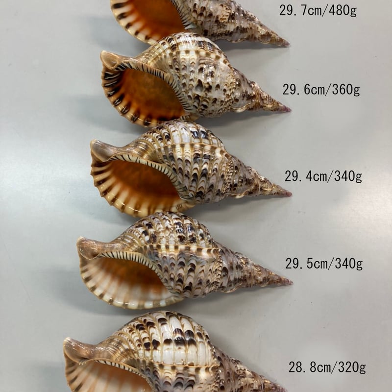 法螺貝 特小 観賞用 28.8㎝/320g | 多田商店 法螺貝と和装の専門店