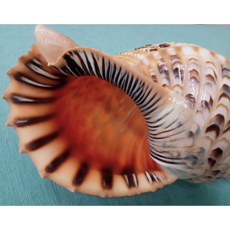 法螺貝 約41㎝ 木製歌口,新品 MH-447 法螺貝 約38㎝ 木製歌