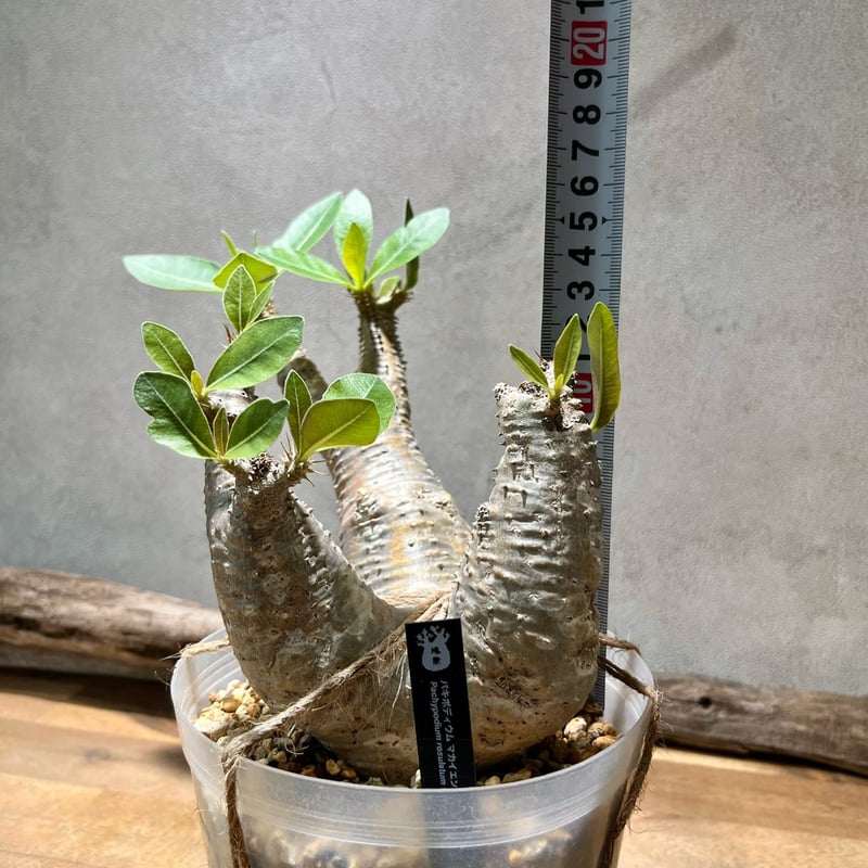 パキポディウム マカイエンセ【8】 | 塊祭