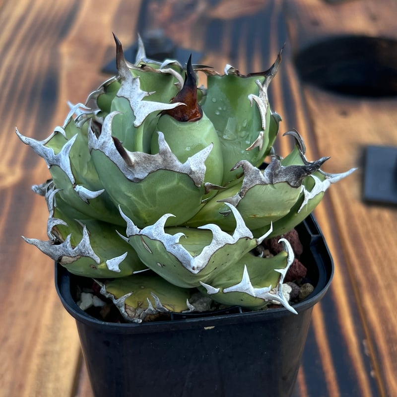 アガベ【姫厳竜】中株 | Miura Farm