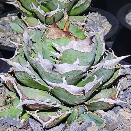 アガベ清櫻 | STORES