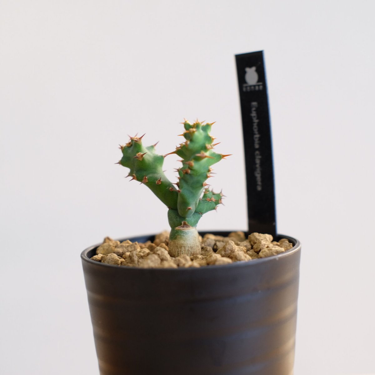 ユーフォルビア クラビゲラ / Euphorbia clavigera / KN1037 |