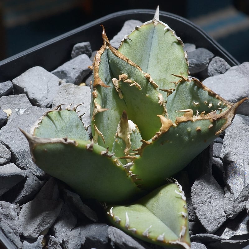 アガベ チタノタ 鰐亀 / WG-02 | アガベ専門店 モンスターハウス