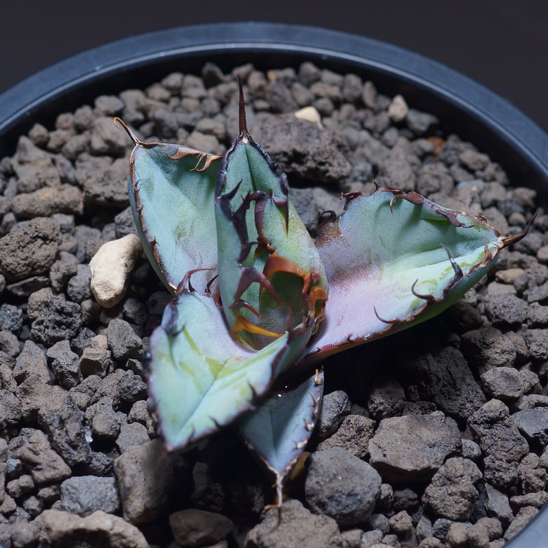 アガベ チタノタ ブラックアンドブルー/bb-21 | アガベ専門店