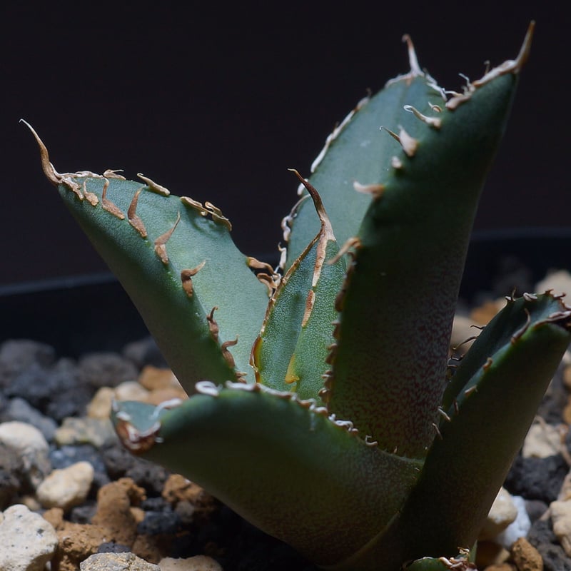 強棘選抜】アガベオテロイFO-76 子株（F-14）インドネシア輸入株