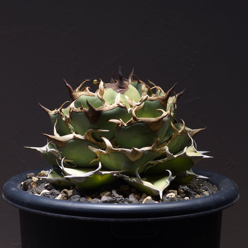 アガベ オアハカ オテロイ OX-01 | アガベ専門店 モンスターハウス