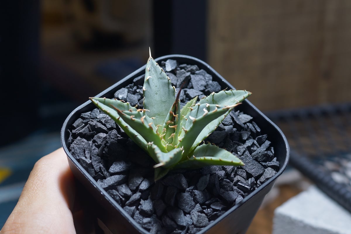 アガベ ハイブリッド 妖炎×姫厳竜/ Y×H-13 | アガベ専門店 モンスター