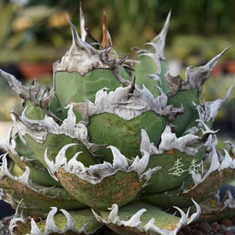 アガベ チタノタ シーザー 凱撒/ 毒刺産 cae-13 | アガベ専門店