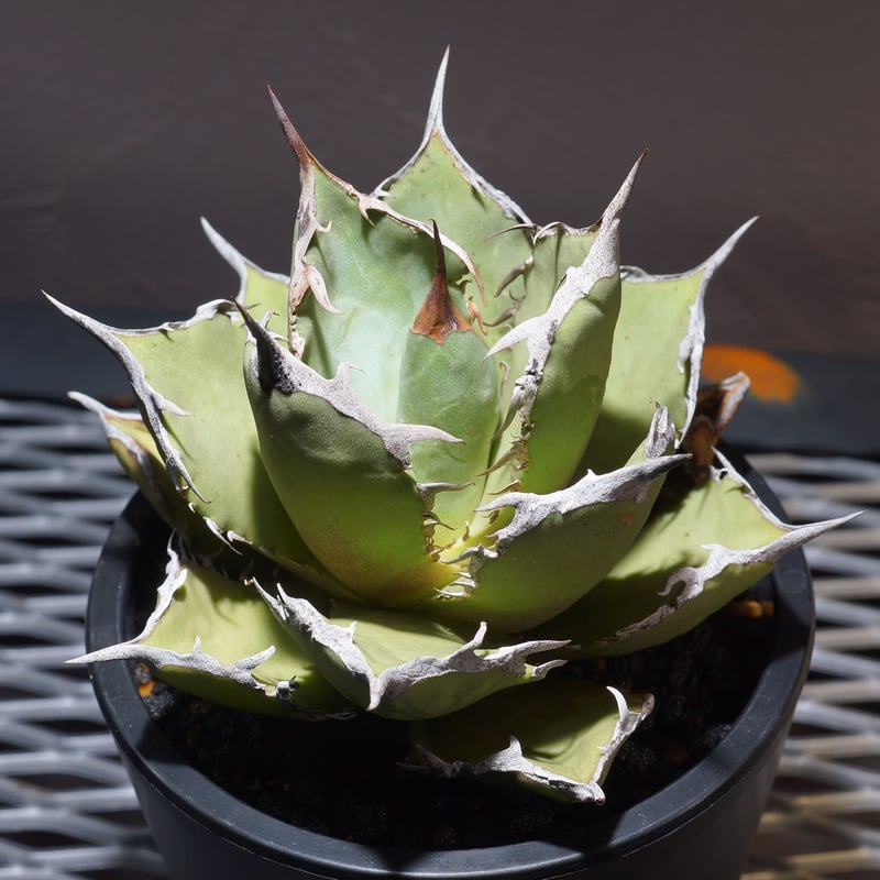 アガベチタノタ白鯨 中株 鉢付き（WW-03） | アガベ専門店 モンスター