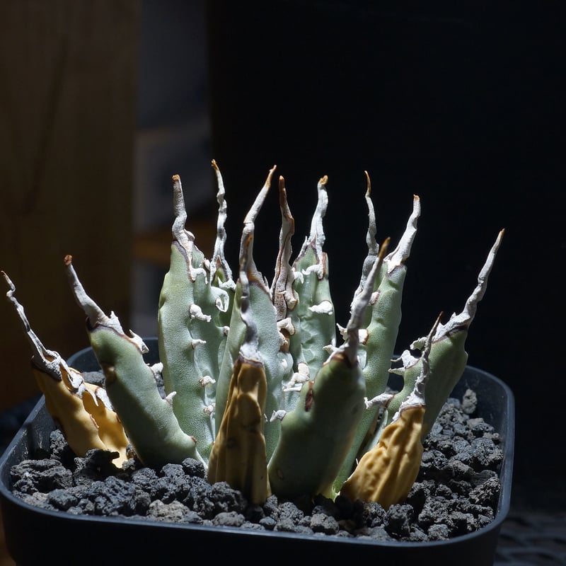 アガベ ユタエンシス エボリスピナ / ES-06 | アガベ専門店 モンスター