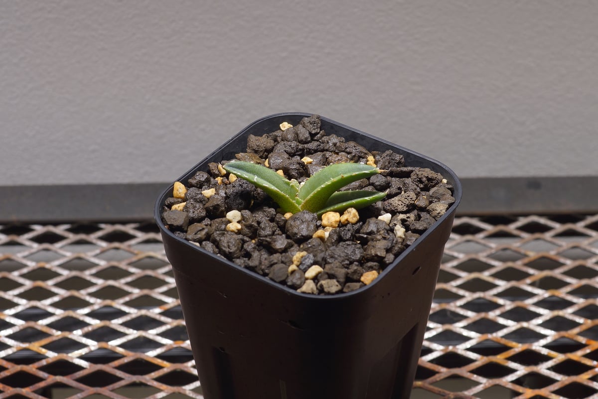 アガベ チタノタ 緑幽霊 / GG-02 | アガベ専門店 モンスターハウス