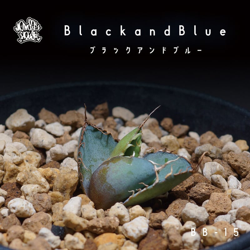 アガベ チタノタ ブラックアンドブルー（bb-15）BB子株 | アガベ専門店