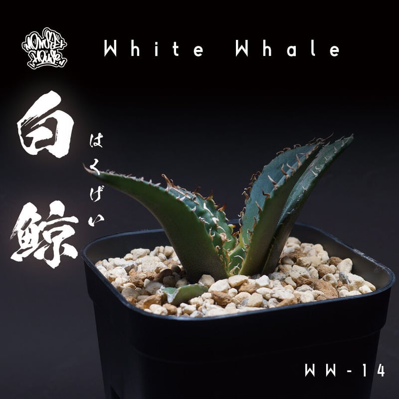 アガベ チタノタ 白鯨 子株 鉢付き（WW-14） | アガベ専門店