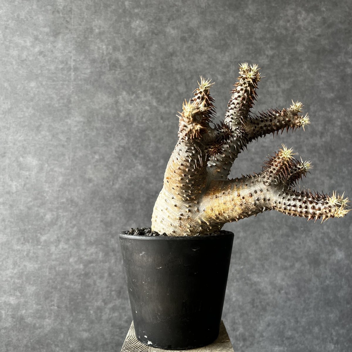 現地球・発根済】パキポディウム マカイエンセ 魔界玉 PML-1 | Laule'a