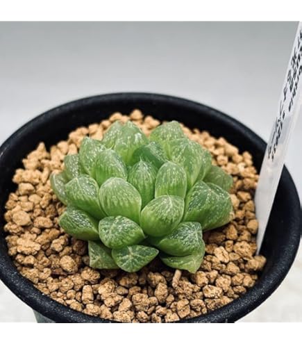 Amazon.co.jp: ハオルチア 多肉植物 ドドソン紫オブツーサ錦 糊斑