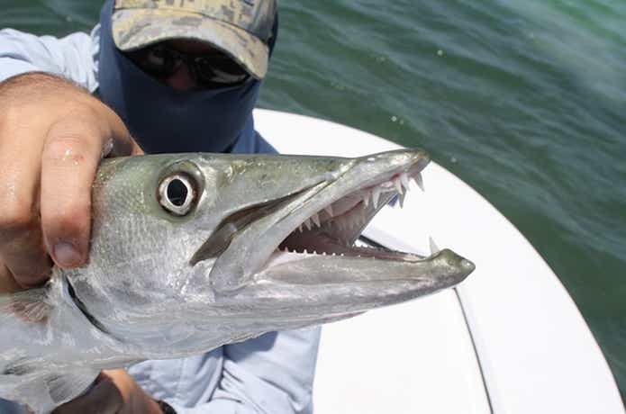 オニカマス【バラクーダ】ってどんな魚？ドデカいカマスの生態と釣り方