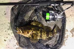 シマノ『ハードロッカーSS』デビュー！ 中堅クラスでもガチスペックの