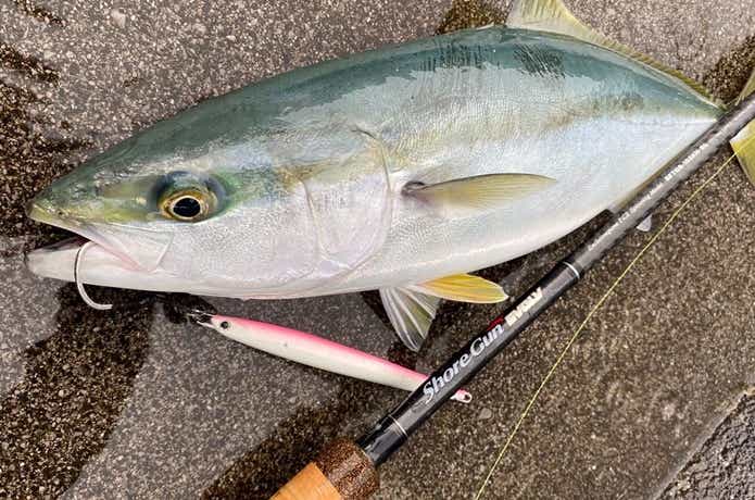 2021年最新】生まれ変わったショアガンエボルブの最新ラインナップと