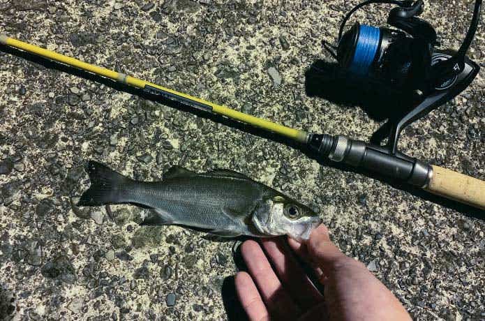 ズームサファリを実釣インプレ｜どこにでも忍ばせられる“遊べる”ロッド
