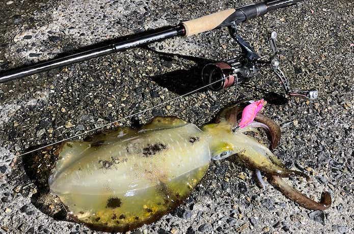 セフィアエクスチューンをインプレ！これは高評価するしかないわ