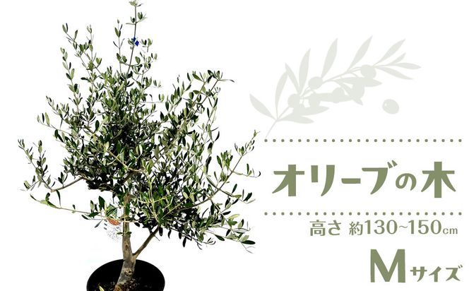 オリーブの木 Mサイズ 高さ約130～150cm 372013_KB002（香川県高松市