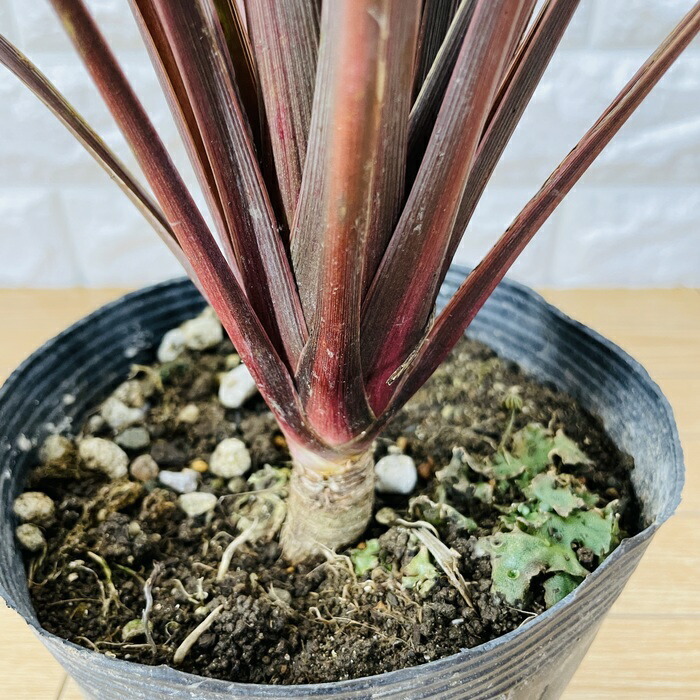 観葉植物 コルジリネ レッドスター 5号ポット 赤ドラセナ コルディリネ