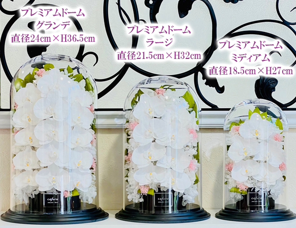 胡蝶蘭 プリザーブド ローズドーム ケース入り 高級 赤いバラ 花 開店