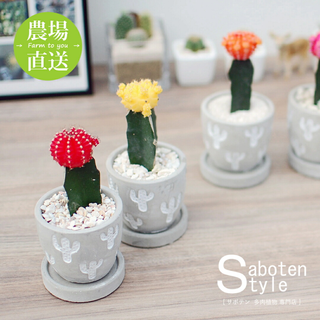 サボテン カラフル牡丹/レリーフPOT S】【農場直送】緋牡丹 ミニ