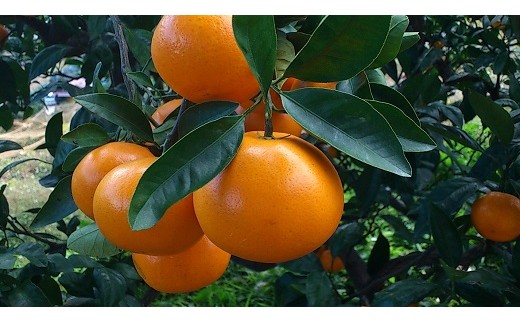 L-103 おひさまおれんじ3kg 希少 みかん ミカン 蜜柑 フルーツ