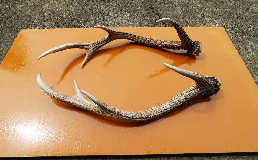 房総ジビエクラフト】工芸・壁飾り用天然素材『日本鹿の角 一対』大