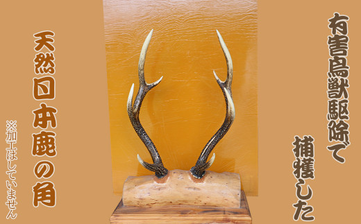 房総ジビエクラフト】工芸・壁飾り用天然素材『日本鹿の角 一対』大