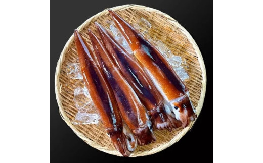 鮮度そのまま急速冷凍】冷凍スルメイカ 大サイズ 20尾入 鮮度そのまま