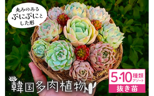 韓国多肉植物 抜き苗 アソート 選べる 5種類 10種類 詰め合わせ 多肉