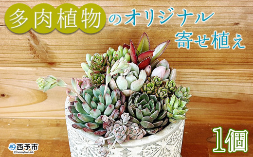 自家生産 多肉植物のオリジナル寄せ植え（約10種類） - 愛媛県西予市