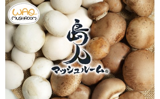 島人マッシュルームセット（ジャンボ×1ホワイト・ブラウン各100gセット