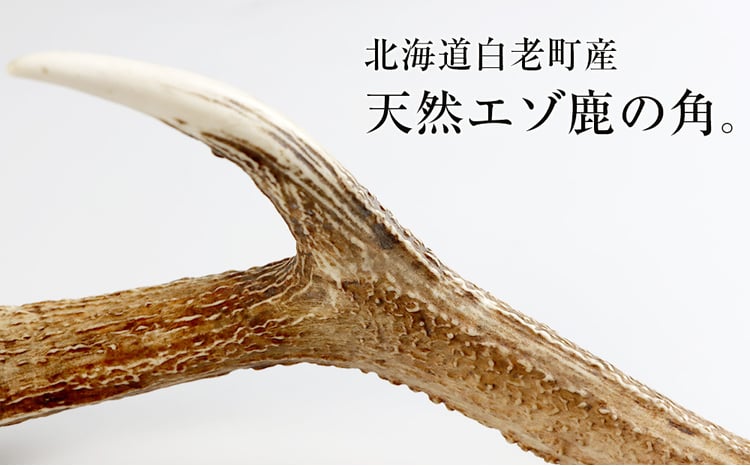 エゾシカ角（横約20cm×縦約60㎝） - 北海道白老町｜ふるさとチョイス