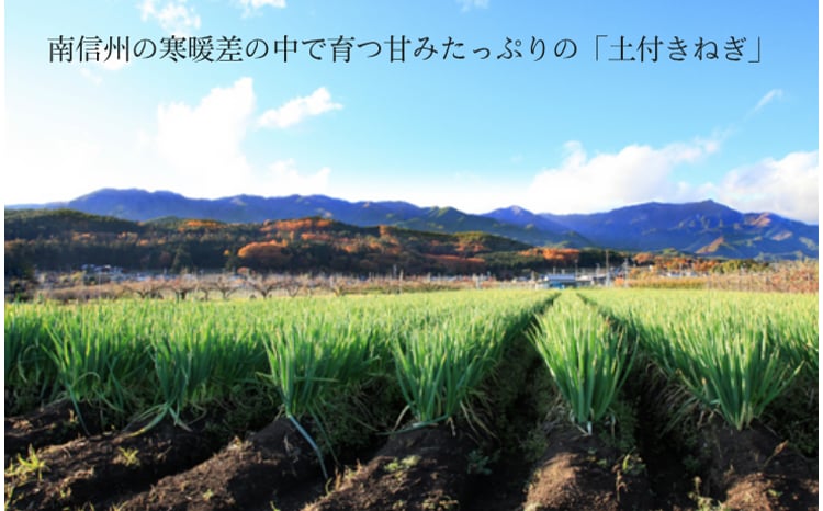 JA24-25B 土付きねぎ 約3kg / 2025年12月中旬〜2026年2月上旬頃配送
