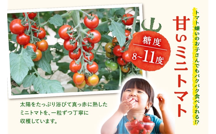 農園直送 つぶより ミニトマト 3kg入り│トマト プチトマト 甘い 野菜