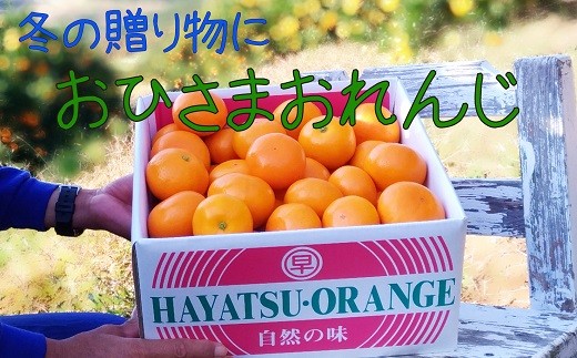 L-103 おひさまおれんじ3kg 希少 みかん ミカン 蜜柑 フルーツ