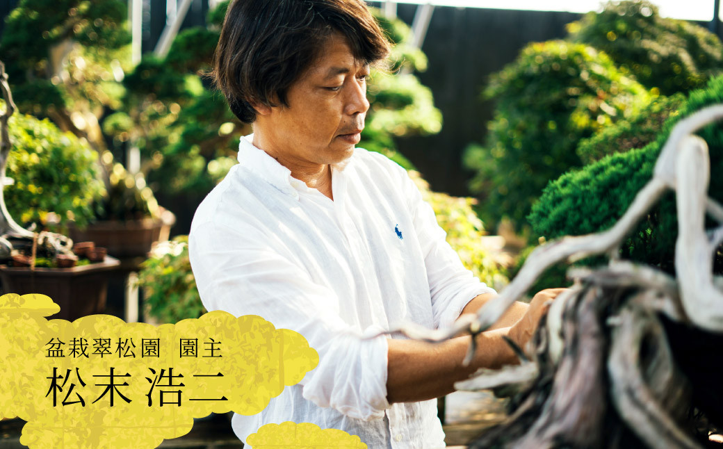 盆栽 翠松園 真柏 斜幹 樹齢50年 - 兵庫県加西市｜ふるさとチョイス