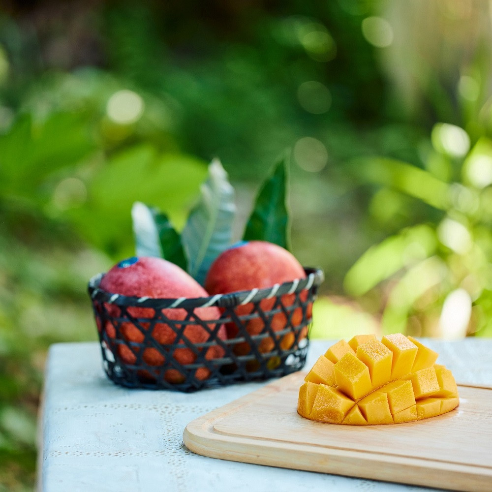 2026年7月ごろ発送】【糖度15度以上】無加温栽培『完熟マンゴー』1kg