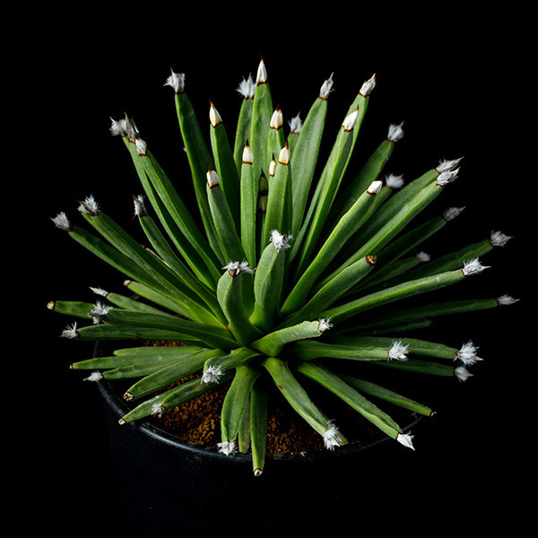 アガベ・アルボピローサの基本情報・育て方｜多肉植物・サボテン図鑑