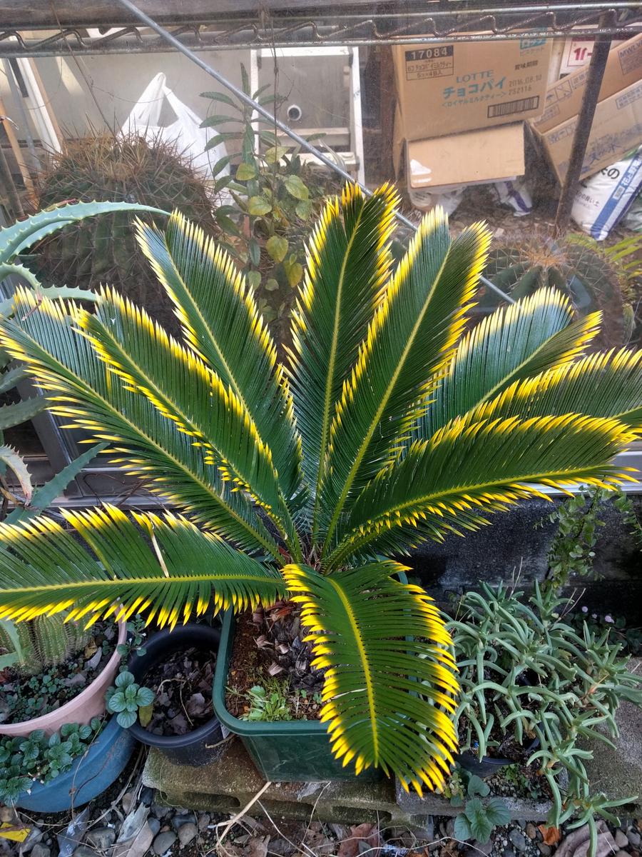黄金ソテツ、金環ソテツなどと呼ばれる「我が家の温室です」の
