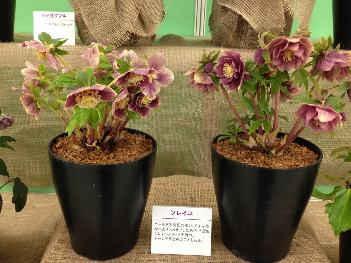 ソレイユ』広瀬園芸「第14回クリスマスローズの世界展」のアルバム