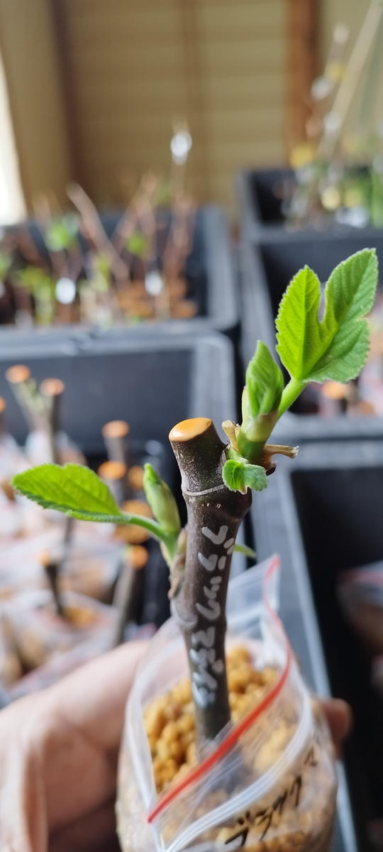 いちじくの穂木「ブラックマデイラ」｜園芸日記byfruits55.go